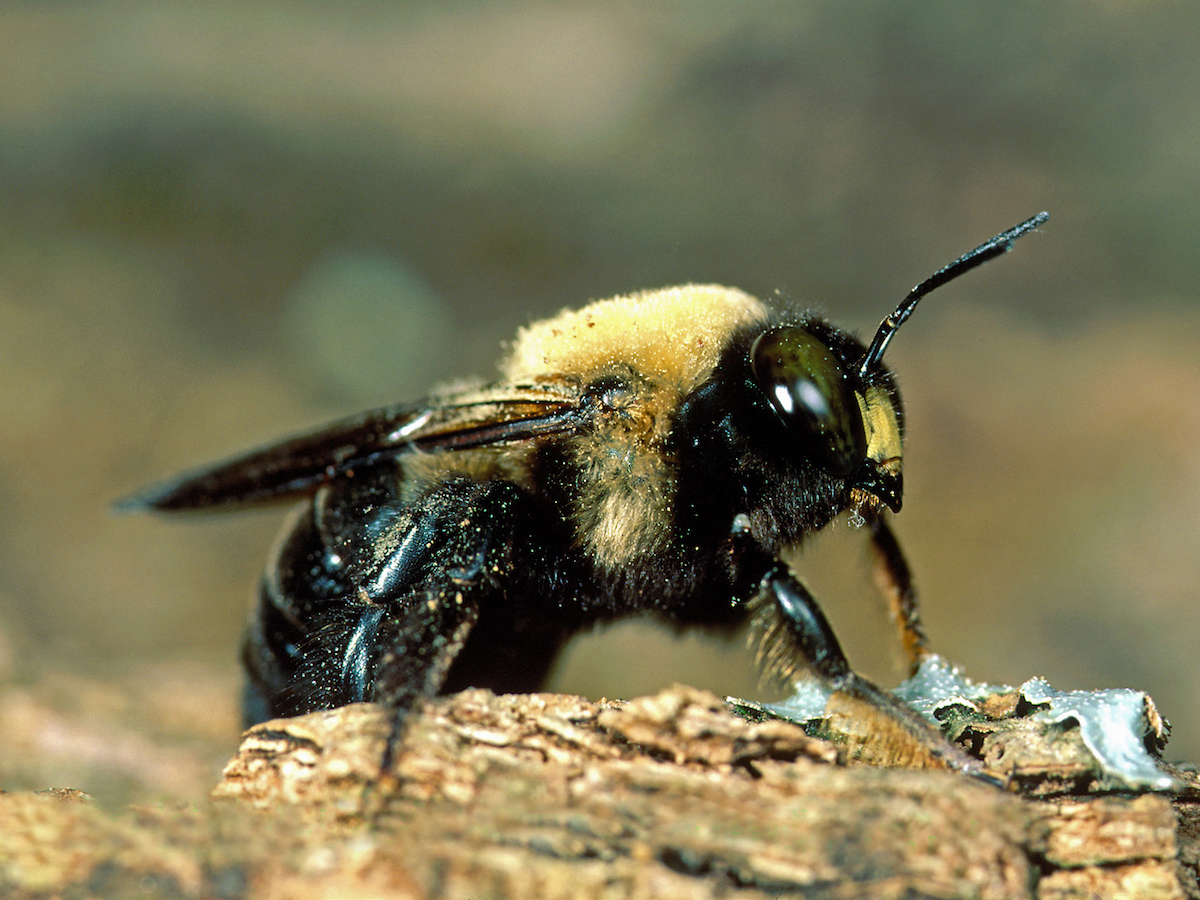 Carpenter bee.jpg