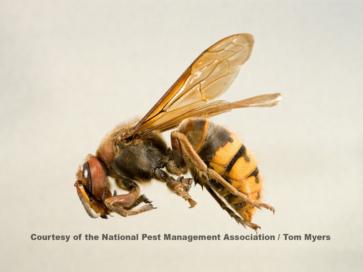 22 European Hornet NPMA_L0O4975.jpg