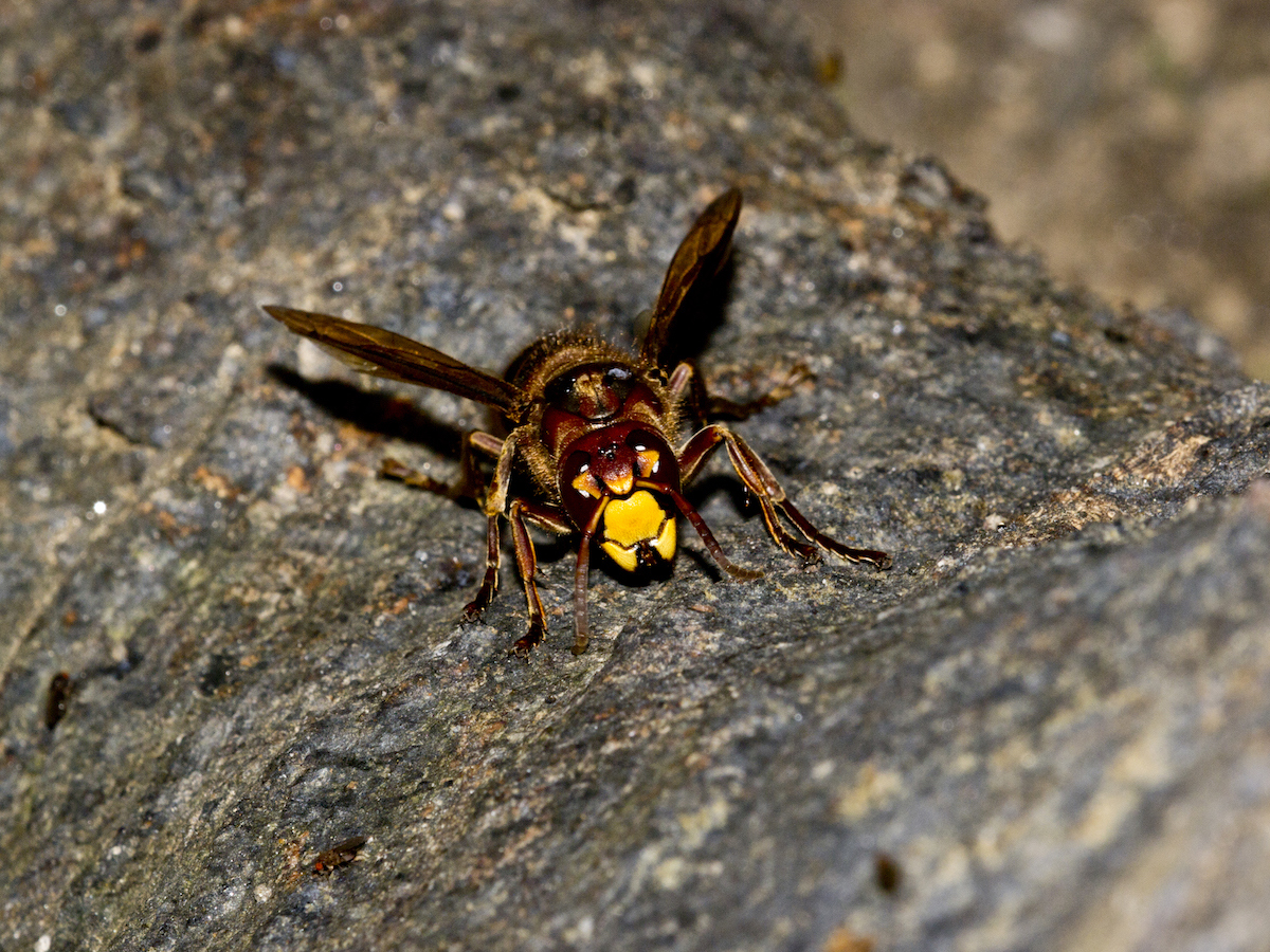 European hornet face.jpg