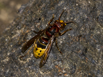european hornet on tree.jpg