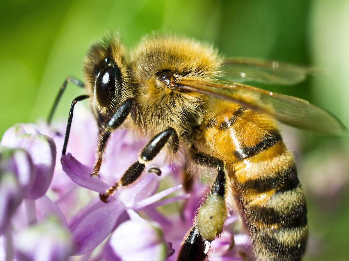 Bees in the online honey