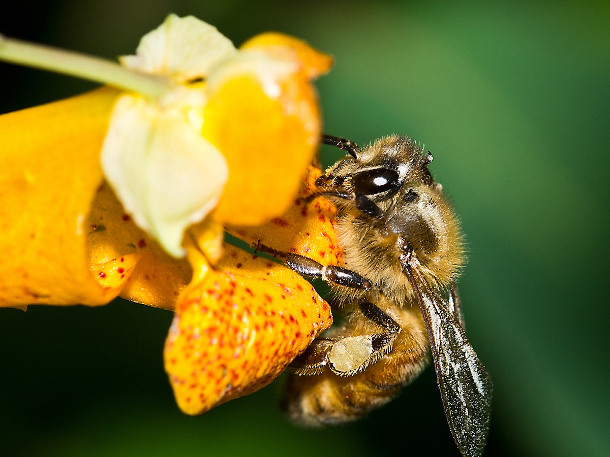 honey bee in yellow flower cropped.jpg
