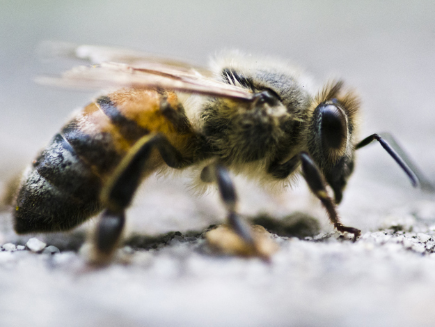 A Worker European honey bee