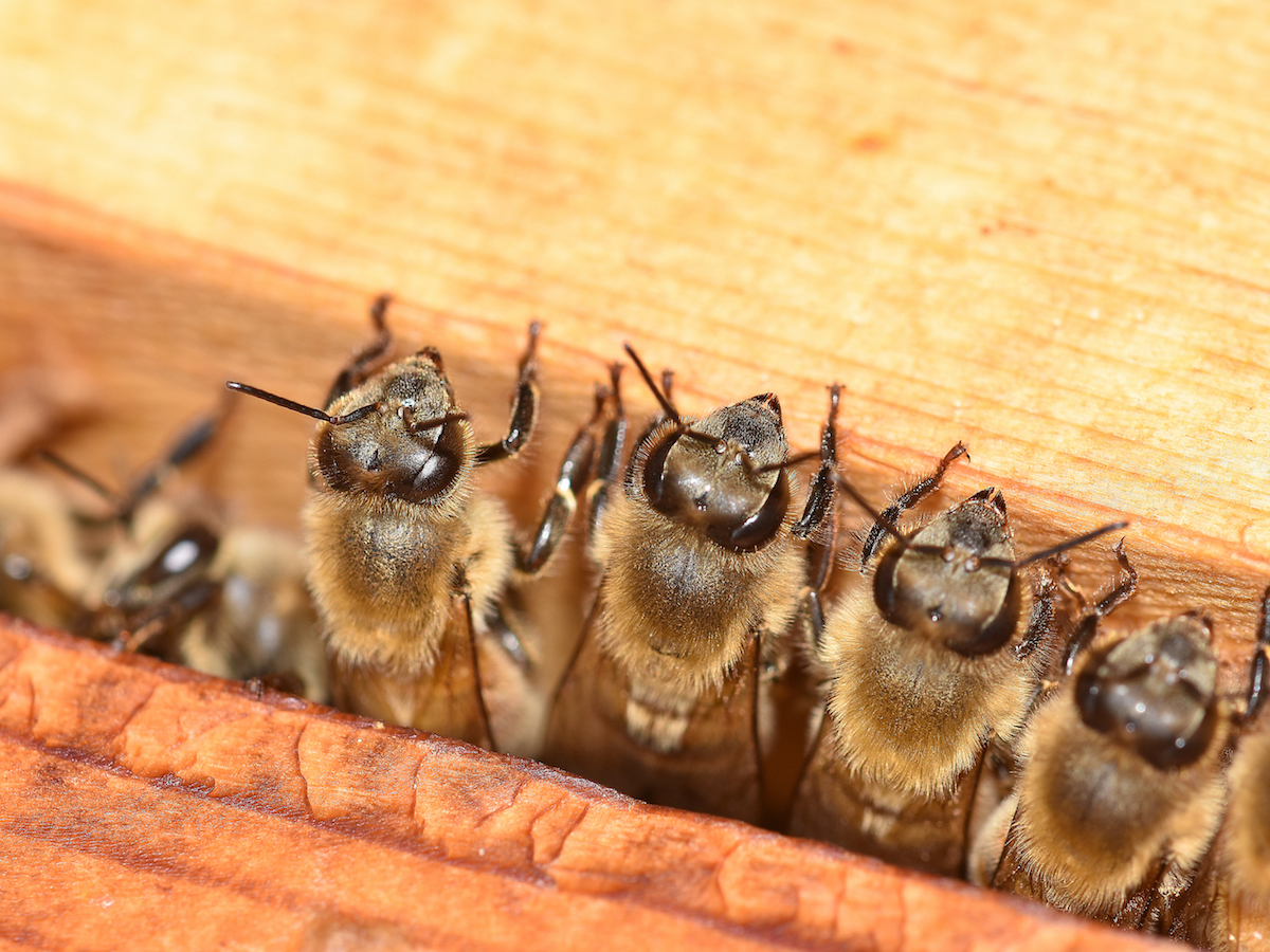 honey bee workers lined up.jpg