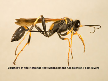 34 Mud Dabber Wasp _L0O5058  NPMA.jpg