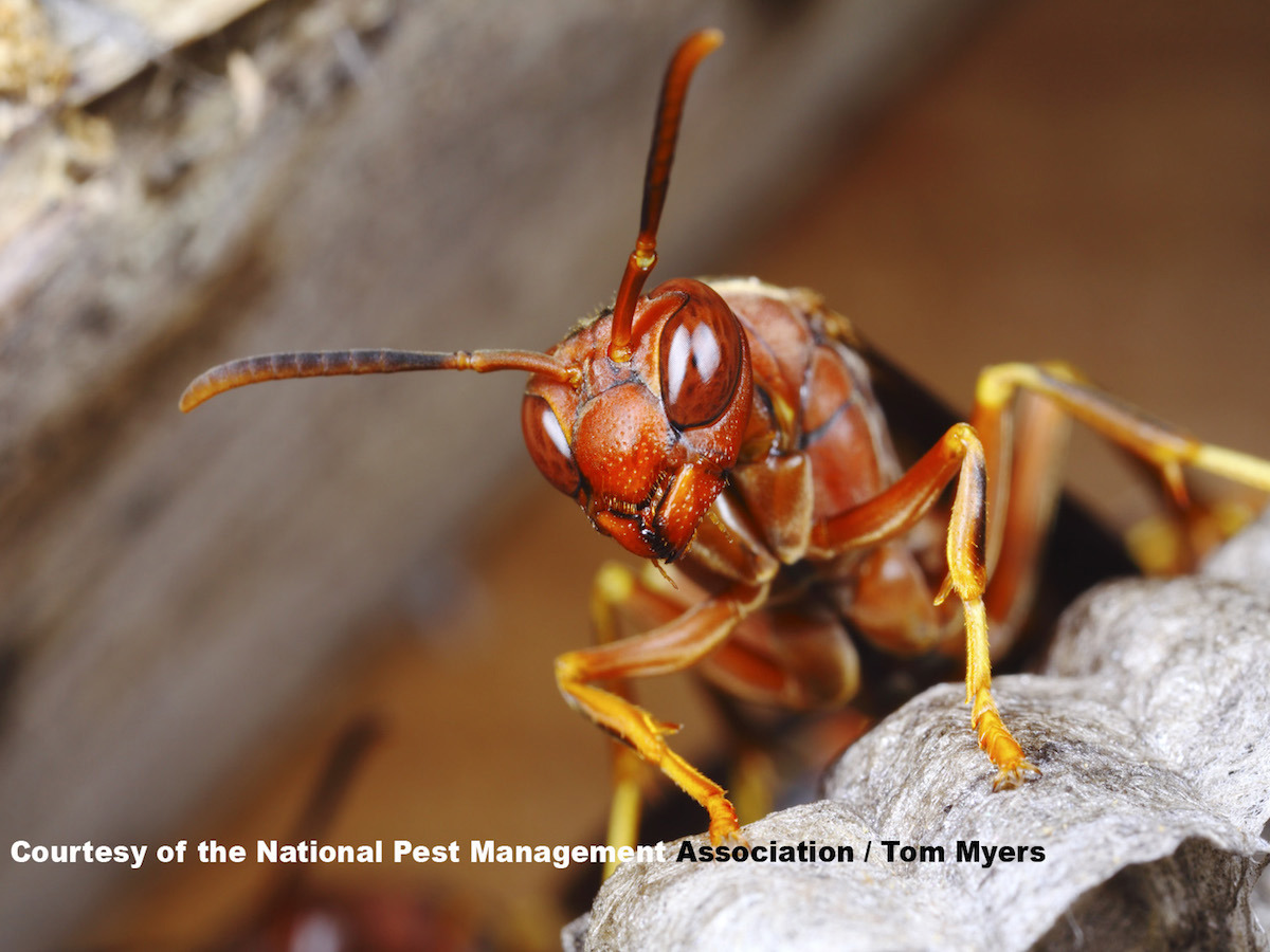 36 Paper Wasp _MG_7832   NPMA.jpg