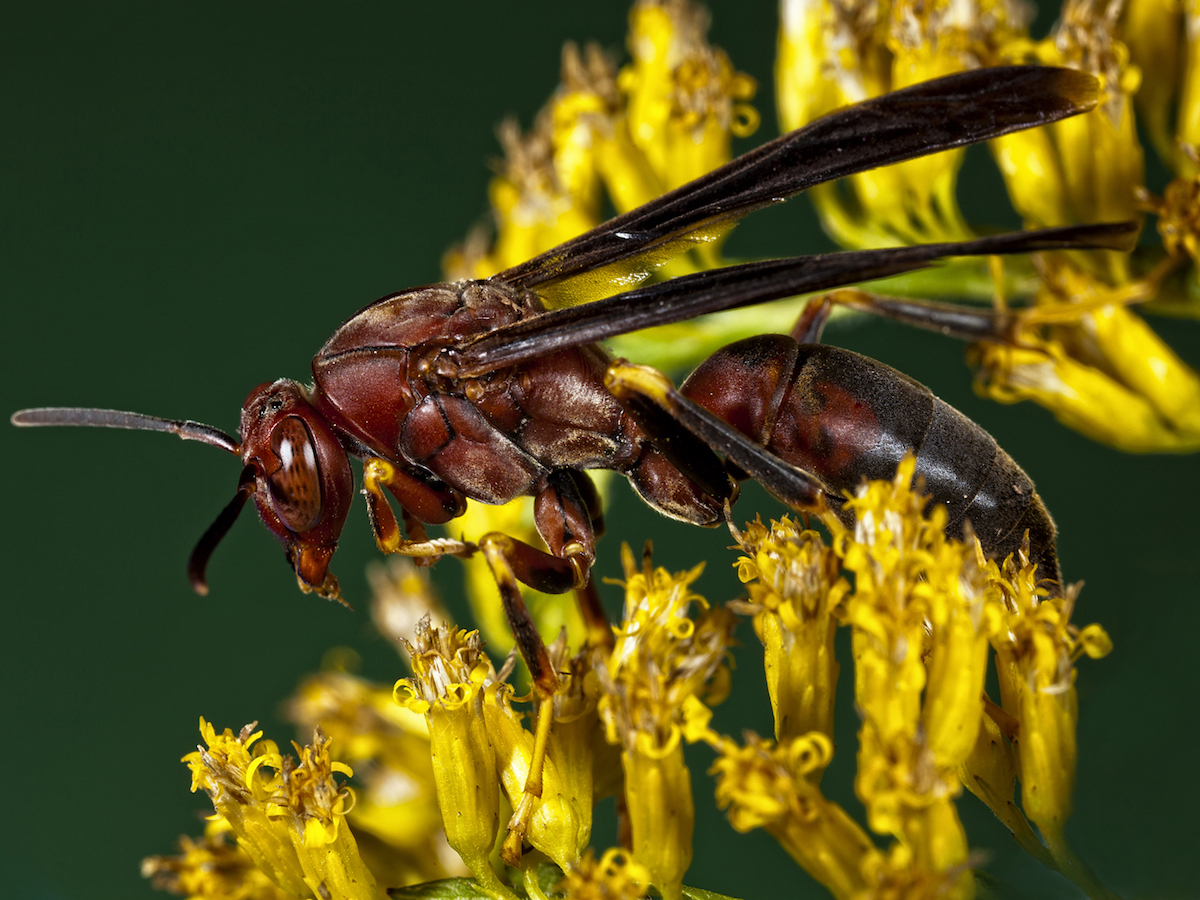 Paper Wasp1.jpg