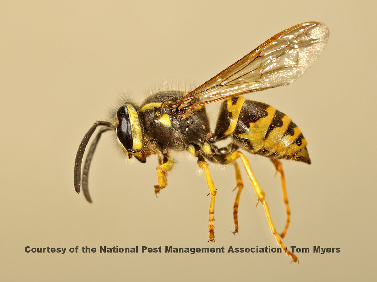 tobacco for yellow jacket sting Yellowjackets: Treating Stings, Getting Rid of Nests What To Do If You