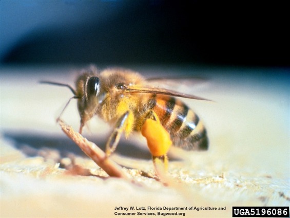 A Worker Africanized honey bee