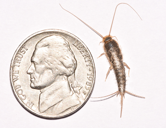 Silverfish by a nickel