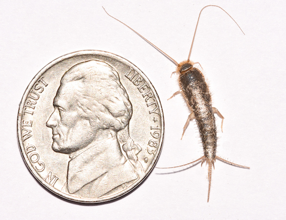 Silverfish dorsal.jpg