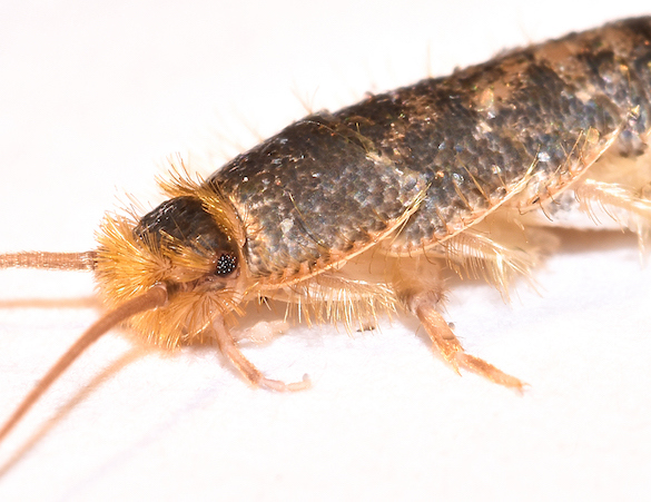 Silverfish side angle cropped.jpg