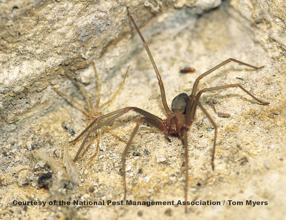 Brown Recluse Spider.jpg