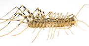 House centipede