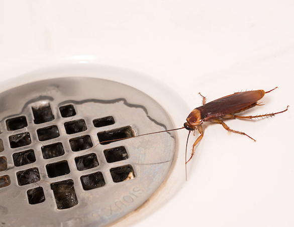 American Cockroach in Shower - BUG_0924.jpg (1)