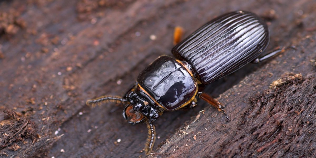 iStock_000002668146Small_beetle3.jpg
