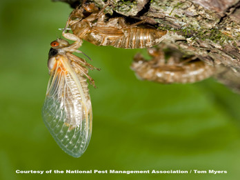 Cicada - Periodical Cicada Emerging.jpg