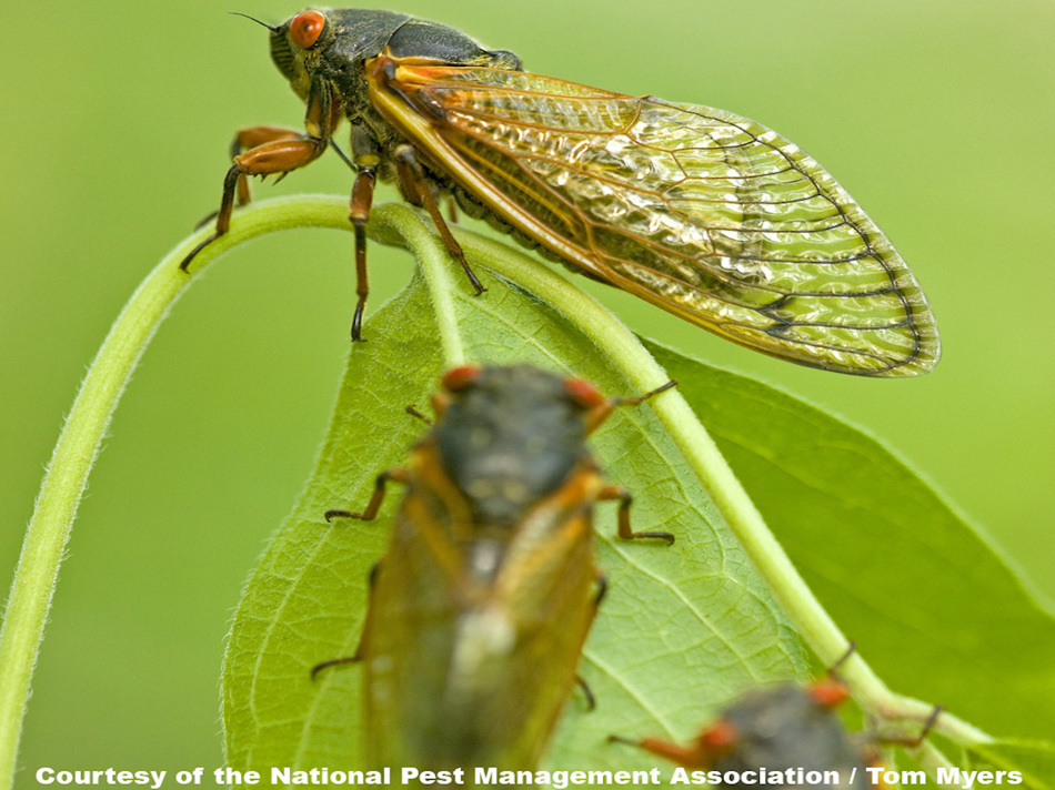 Cicada - Periodical Cicada, King of the Hill.jpg