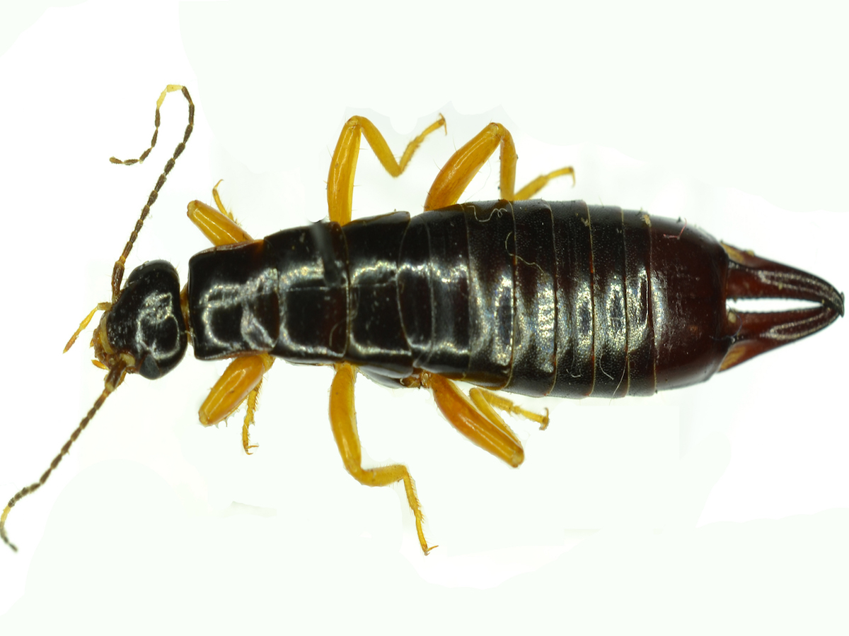 Get Rid of Earwigs Earwig Control Treatment Info