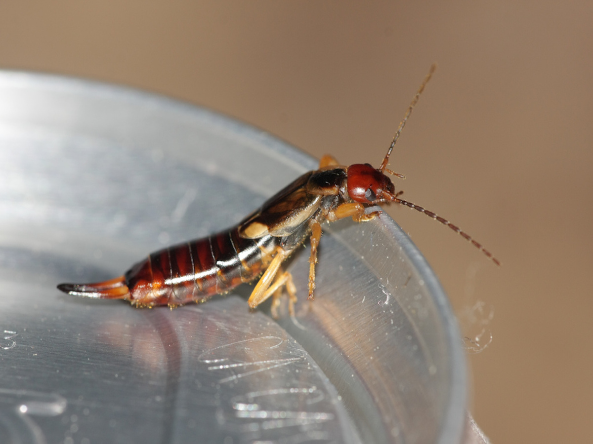 Earwig on plastic