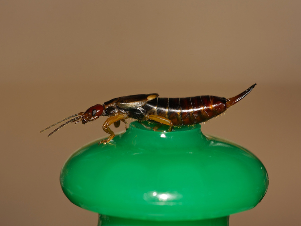 Get Rid of Earwigs - Earwig Control, Treatment & Info