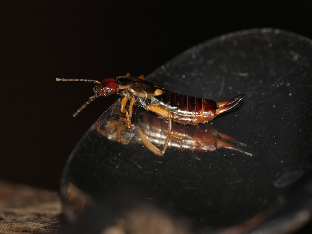 Earwig on spoon.jpg