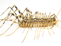 Close-up of centipede