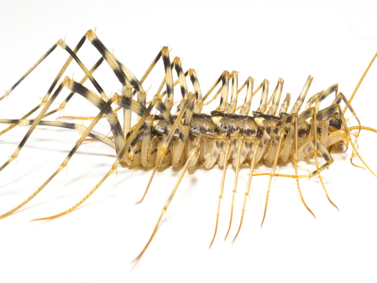 house centipede side no text.jpg