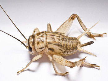 House cricket side view no text.jpg