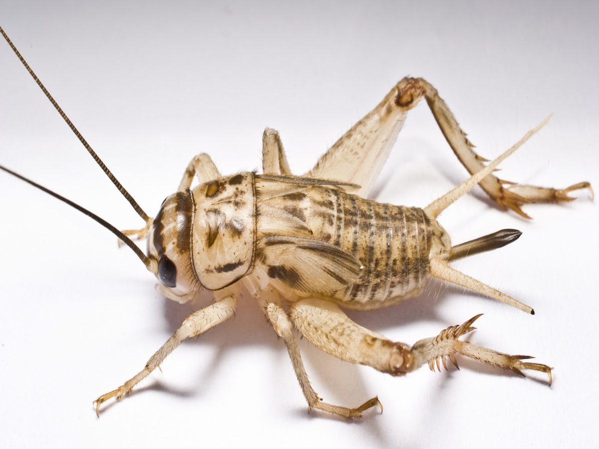 House cricket side view no text.jpg
