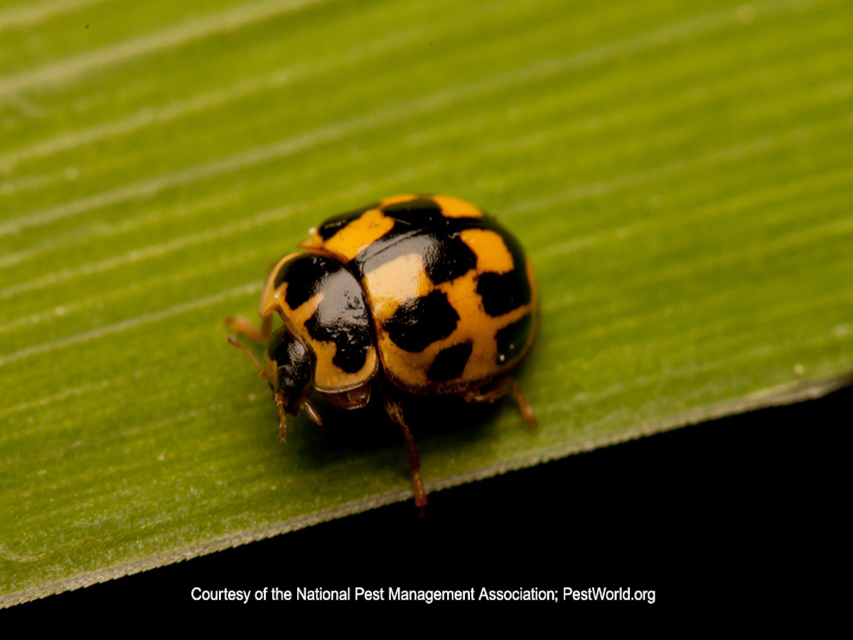 Lady Bug - 14 Spotted.jpg