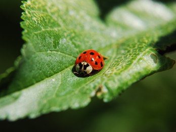 Ladybug.jpg
