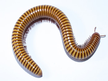 A millipede - an occasional invader