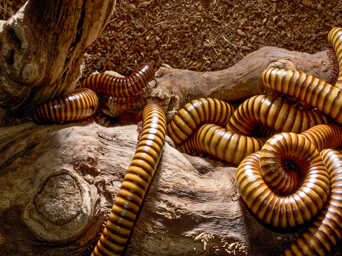 Millipedes.jpg