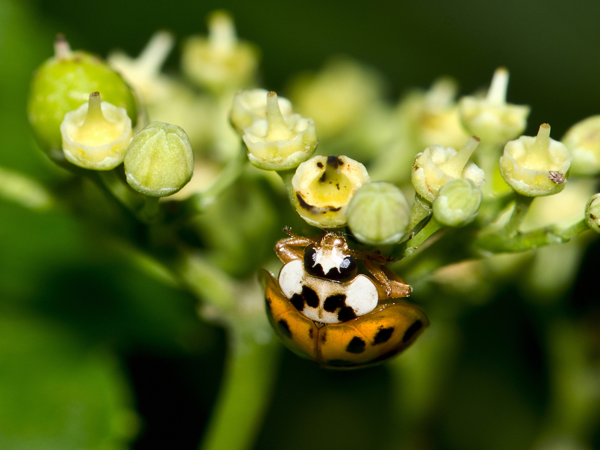 multicolored Asian lady beetle head cropped.jpg