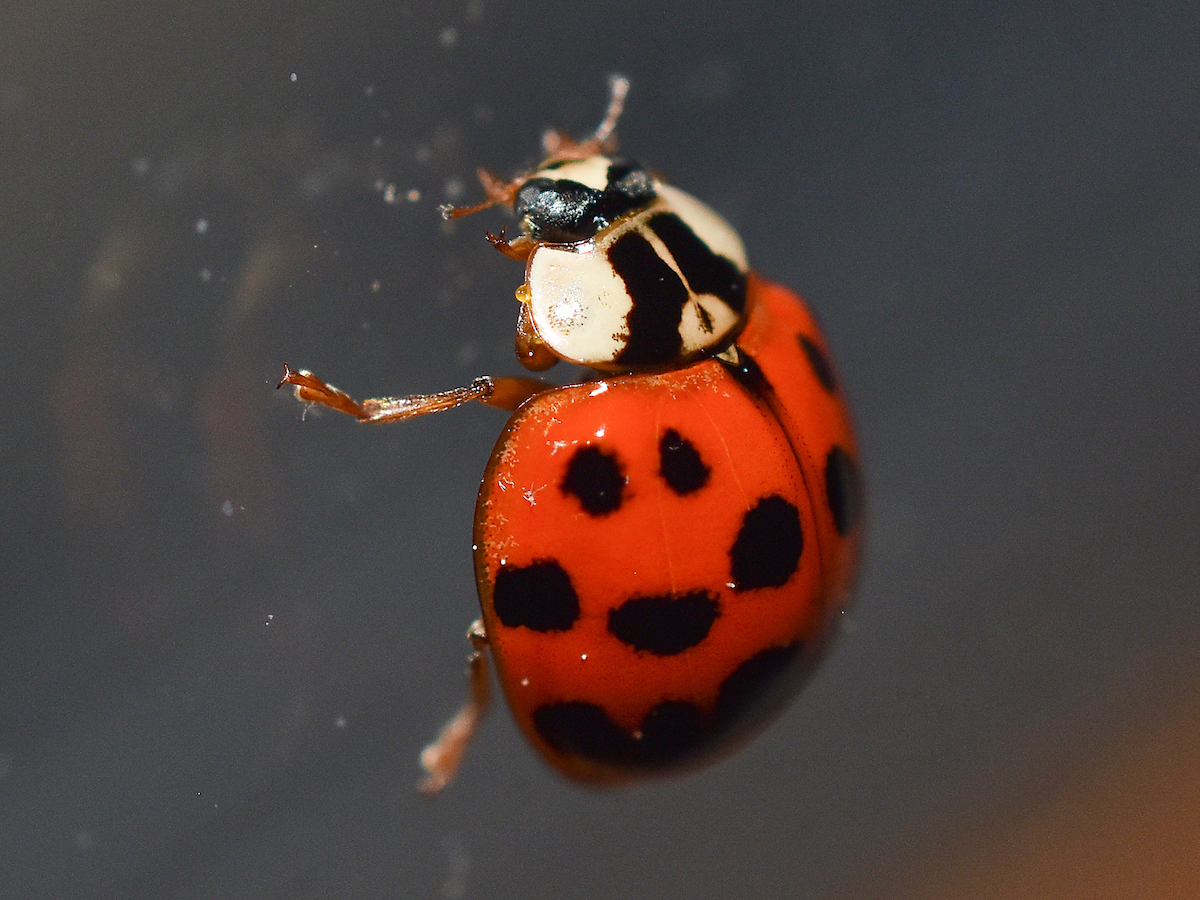 Multicolored Asian lady beetle.jpg