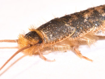 Silverfish side angle cropped.jpg
