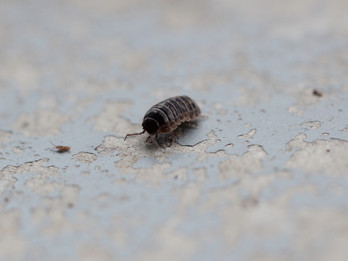 Sow Bug.jpg