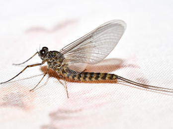 Mayfly.jpg