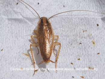 German Cockroach.jpg (1)