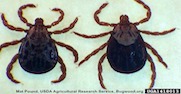 rocky-mountain-wood-tick_insectimagesorg.jpg