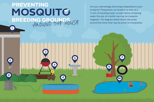 Mosquito Breeding Grounds Infographic Thumbnail