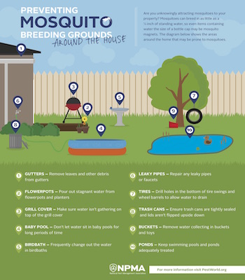 Preventing mosquito breeding grounds around the house infographic