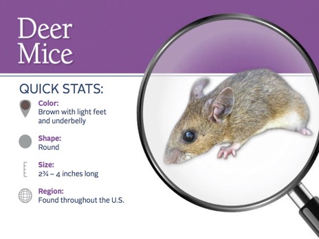 Deer mouse ID card