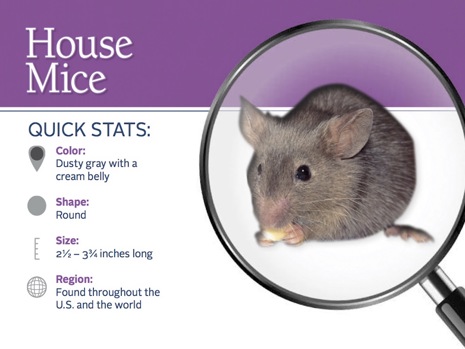 House mouse ID card