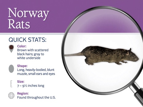 Norway rat ID card