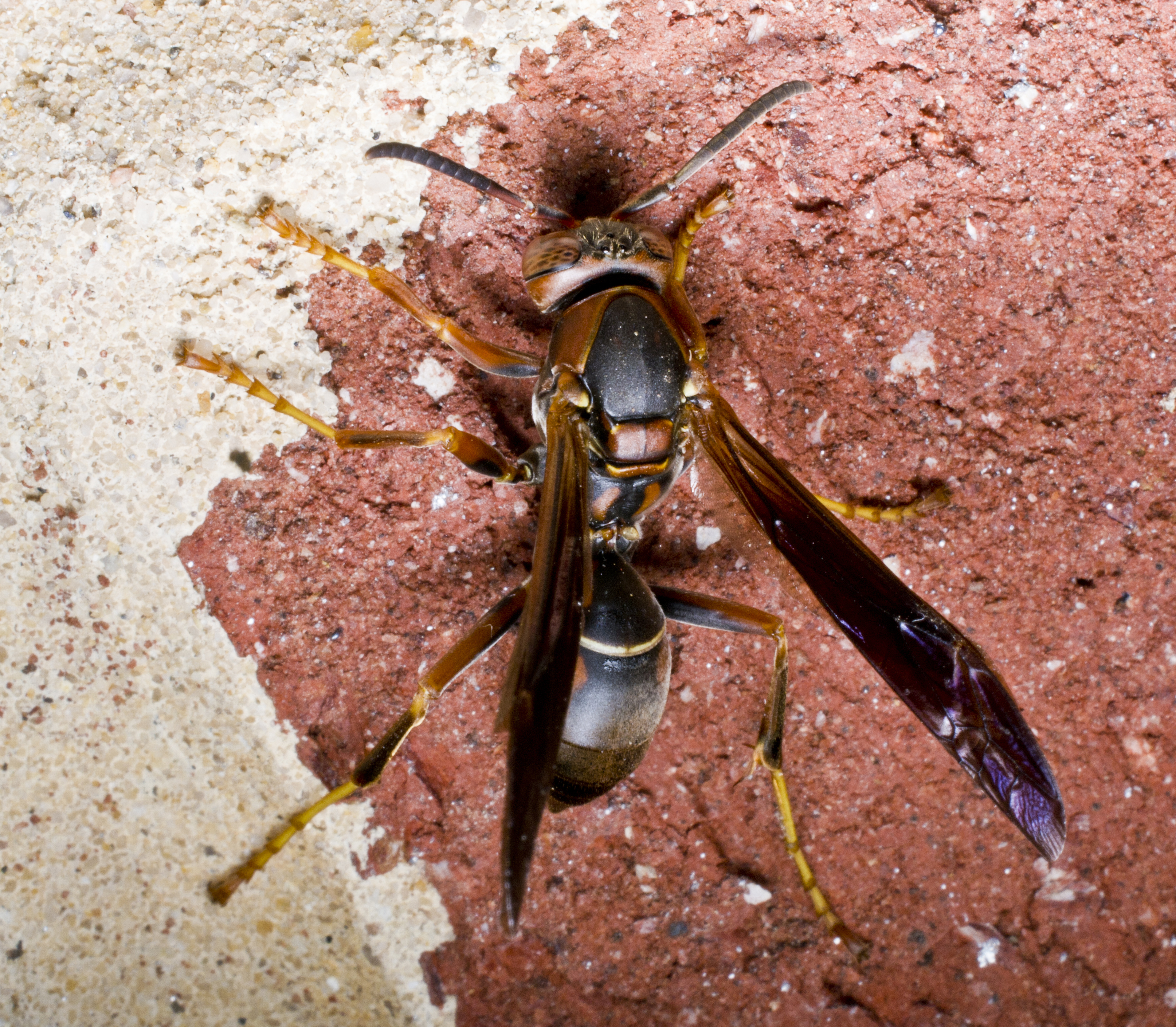 Paper wasp on brick.jpg (1)