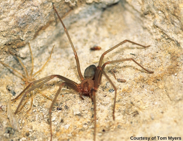 Brown Recluse Spider on a rock