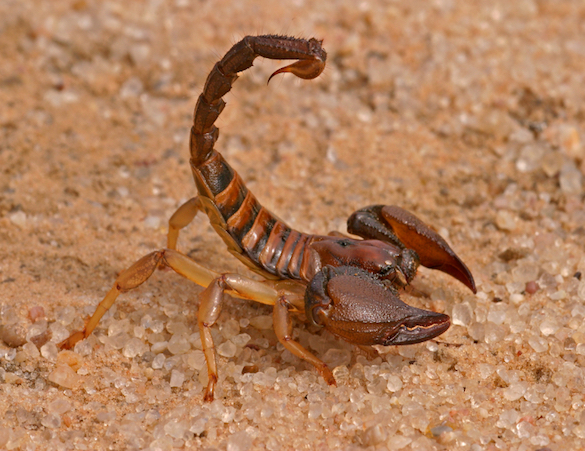 Scorpion Homepage Callout.jpg