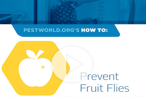 how-to-ants-fruitflies.jpg